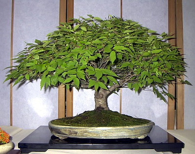 Japanese Zelkova Bonsai - 25 Seeds