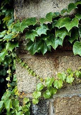 Parthenocissus tricuspidata 'Fenway Park', Golden Boston Ivy – Dancing Oaks  Nursery and Gardens