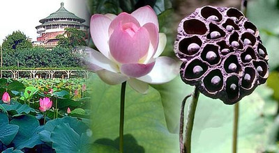 Pink Sacred Water Lily 5 Seeds - Nelumbo nucifera