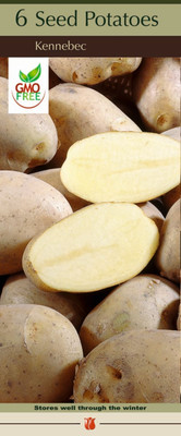 KENNEBEC Potato - 6 Certified Seed (Tubers)