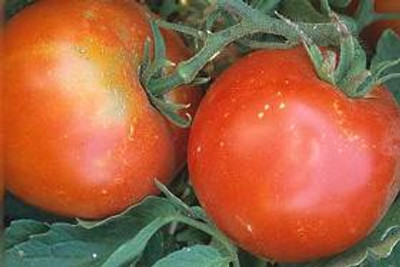 Tropic Tomato - 20 Seeds - Heat Tolerant