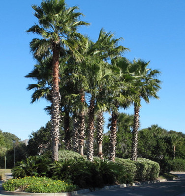 Washington Palm 10 Seeds - Washingtonia Washington Palm 10 Seeds - Washingtonia