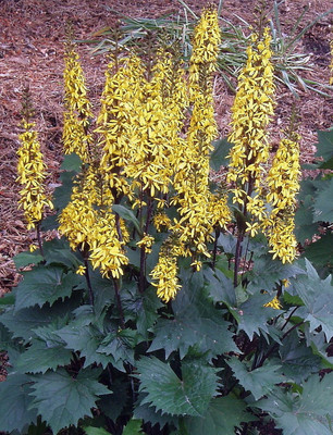 Orange Queen Ligularia 20 Seeds - Shade Perennial