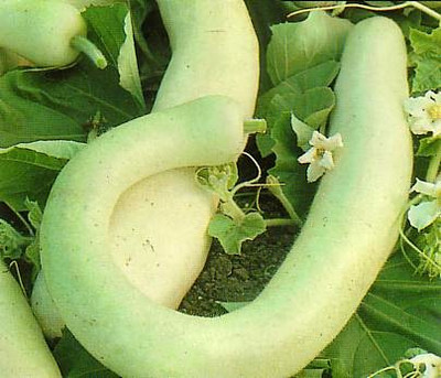 Hercules War Club 15 Seeds/Cucuzzi/Gourd/Squash-Veggie