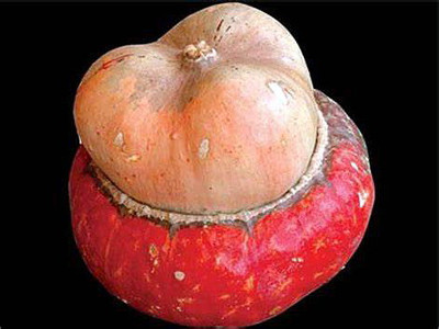 Mini Red Turban Gourd 15 Seeds - New - Rare