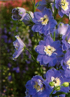 Giant Summer Skies Delphinium 50 Seeds