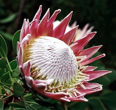 King Protea 8 Seeds - Protea cynaroides - Huge Flowers King Protea 8 Seeds - Protea cynaroides - Huge Flowers