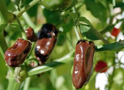 Habanero Chocolate Hot Pepper - 15 Seeds Habanero Chocolate Hot Pepper - 15 Seeds