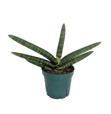 Rare Starfish Snake Plant - Sanseveria - Almost Impossible to Kill - 4" Pot