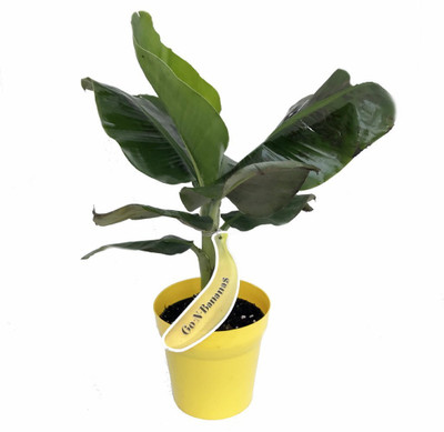 SALE - Tropicana Patio Banana Plant - Musa - Great House Plant - 6" Pot