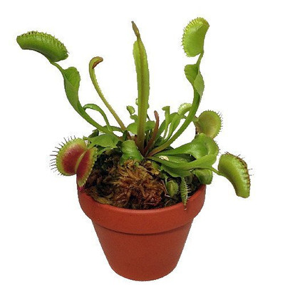 Mature Venus Flytrap Plant - CARNIVOROUS -Dionaea-4" Clay Pot for Better Growth