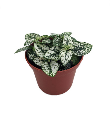 White Splash Polka Dot Plant - Hypoestes - 3.5" Pot - Colorful House Plant