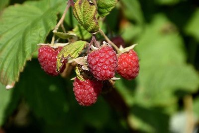 Encore Raspberry Plant - Late Season / Heavy Yield - 3.25" Pot