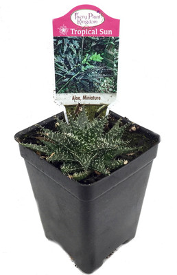 World's Smallest Aloe Plant - FairyGarden/Houseplant - 2.5" Pot