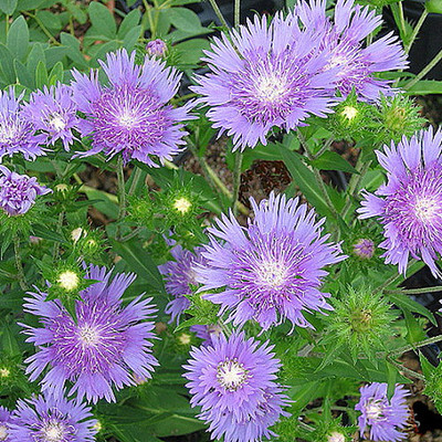 Peachie's Pick Stokes' Aster Perennial - Stokesia - Gallon Pot