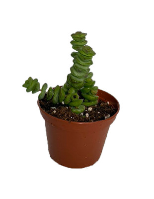 Jade Necklace Plant - Crassula marnieriana minor - 2.5" Pot