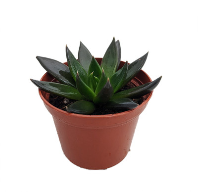 Black Knight Echeveria - Mexican Rose Plant -Great Succulent Houseplant-2.5" Pot