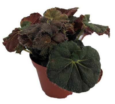 Carol Knight Begonia Plant - 3.7" Pot - Terrarium/Fairy Garden/Houseplant/Bonsai