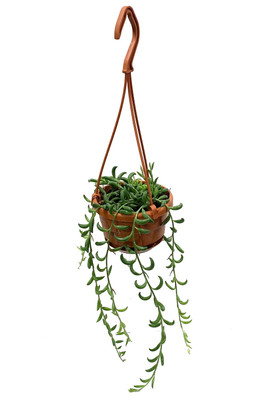 String of Bananas - Senecio radicans - 4" Mini Hanging Basket