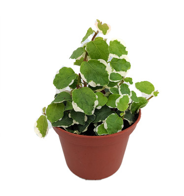 Creme & Green Creeping Fig - Ficus pumila var- 2.5" Pot - Terrarium/Fairy Garden