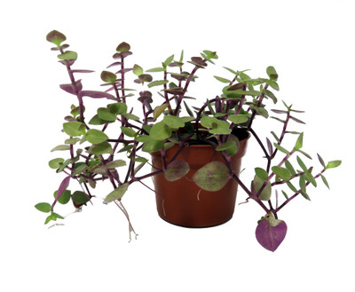 Copper Jewel Vine - Turtle Vine - Inch Plant - Callisia - House Plant - 2.5" Pot