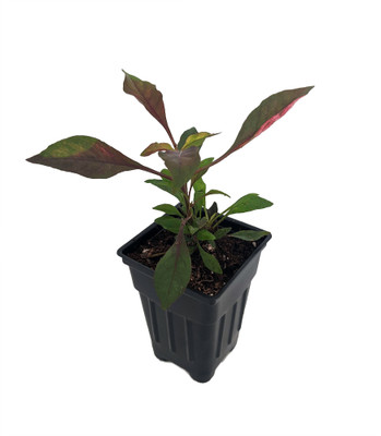 Biblical Red St. Joseph's Coat Plant -Alternanthera- Easy Houseplant - 2.5" Pot