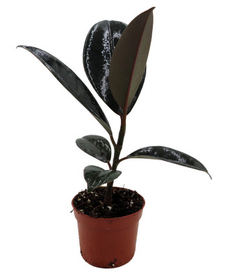 Burgundy Rubber Tree Plant - Ficus - An Old Favorite - 2.5" Pot