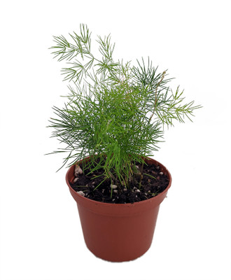 Chinese Ming Fern - Asparagus macowanii/retrofractus -2.5" Pot