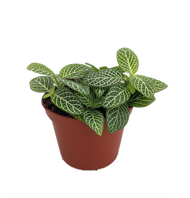 Mini Green & White Nerve Plant - Fittonia verschaffeltii - 2.5" Pot