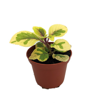 Lemon & Lime Swedish Ivy Plant - Plectranthus ciliatus - 2.5" Pot