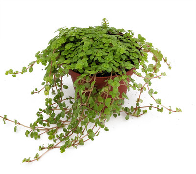 Baby Tears/Tiny Tears - Pilea depressa - 2.5" Pot