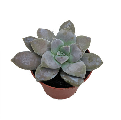 Purple Ghost Plant - Graptopetalum pentandrum - 2.5 Pot - Easy to Grow Succulent