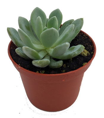 Grey Red Desert Rose - Echeveria - Easy to Grow Succulent - 2.5" Pot