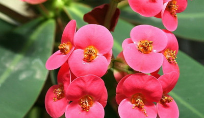 Rare Eos Biblical Crown of Thorns Plant - Euphorbia - Red/Pink - 2.5" Pot