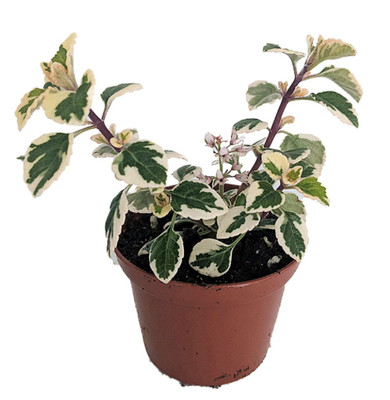 Rare Kandy Kisses Plant - Hemizygia - 2.5" Pot -