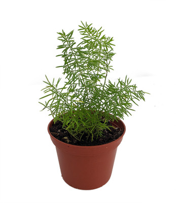 Foxtail Fern - Asparagus meyerii - 2.5" Pot - Easy to Grow - Live Plant