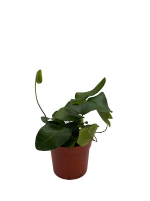 Rare Floating Heart Fern - Hemionitis arifolia - 2.5" Pot