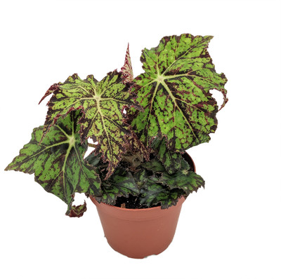 Jealous Zebra Eyelash Begonia Plant-3.7" Pot-Terrarium/Fairy Garden/HousePlant