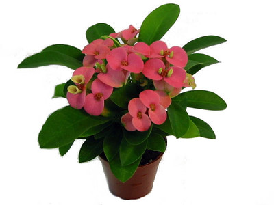 Rare Rhea Biblical Crown of Thorns Plant - Euphorbia - Pink - 2.5" Pot