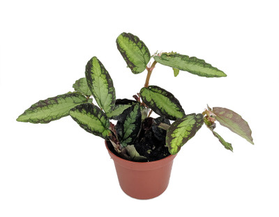 Rainbow Vine - Pellionia daveauana - 2.5" Pot - Terrarium/Fairy Garden