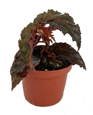 Concord Black Begonia Plant - 2.5" Pot - Terrarium/Fairy Garden/House Plant