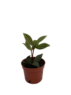 Parallel Peperomia puteolata - 2.5" Pot