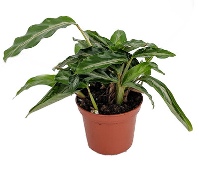 Mini Prayer Plant - Calathea Gay Feather -World's Smallest Prayer Plant-2.5" Pot