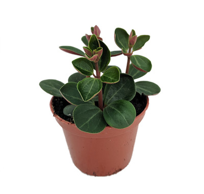 Red Ecuador Peperomia - 2.5" Pot - Easy to Grow Succulent House Plant
