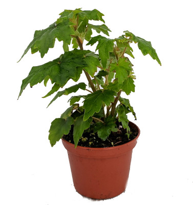 Tweedle Dee Begonia Plant - 2.5" Pot - Terrarium/Fairy Garden/Houseplant/Bonsai