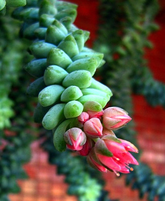 Burro's Tail Succulent - 2.5" Pot - Sedum morganianum - Easy to Grow