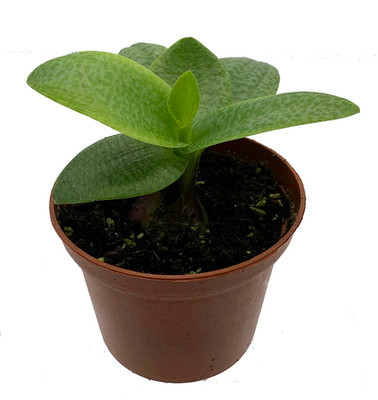 Green Squill Plant - Ledebouria pauciflora - 2.5" Pot -  Easy Houseplant