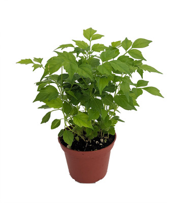 China Doll Plant - Radermachera sinica - Easy House Plant - 2.5" Pot