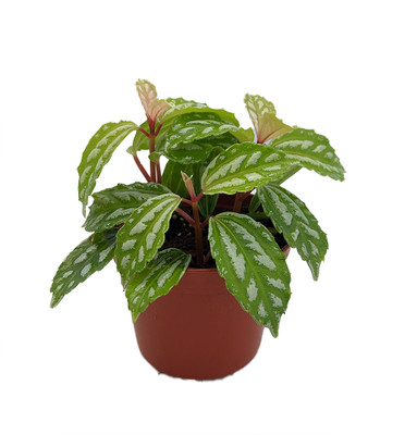 Hirt's Aluminum Plant - Pilea cadierei - Showy House Plant - 2.5" Pot