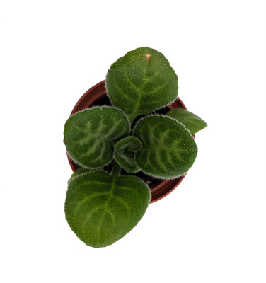 Summer Song Asian Violet - Primulina - 2.5" Pot - Everblooming House Plant